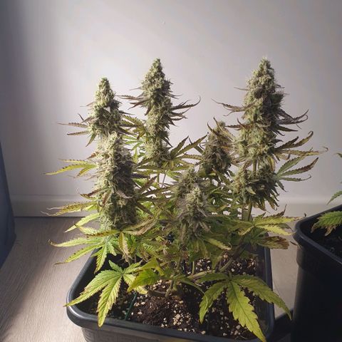 Sticky waterlemoranje wonder candy growlog timeline photo