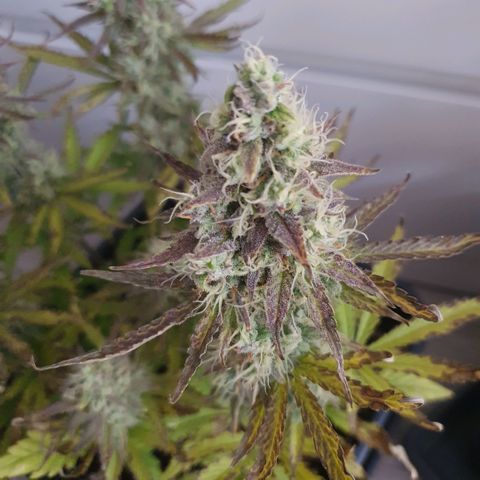 Sticky waterlemoranje wonder candy growlog timeline photo