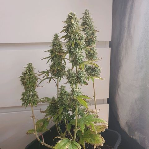 Sticky waterlemoranje wonder candy growlog timeline photo
