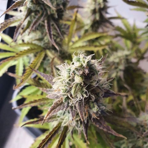 Sticky waterlemoranje wonder candy growlog timeline photo