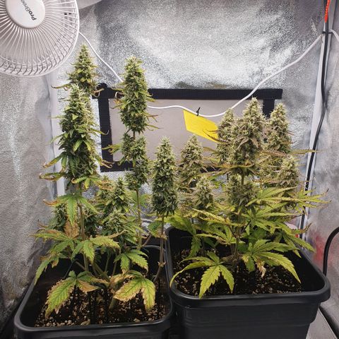 Sticky waterlemoranje wonder candy growlog timeline photo
