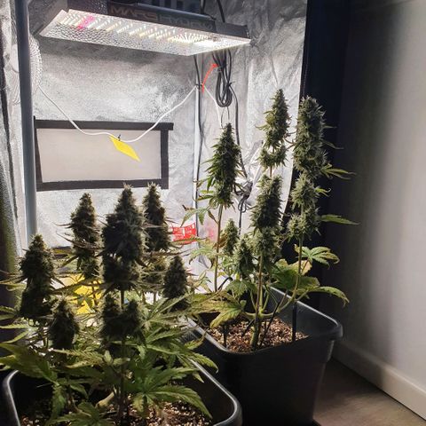 Sticky waterlemoranje wonder candy growlog timeline photo