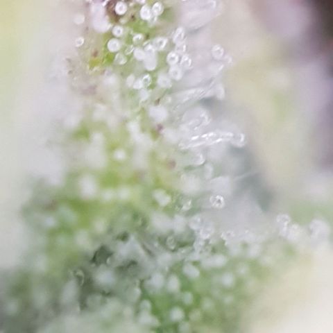 Sticky waterlemoranje wonder candy growlog timeline photo