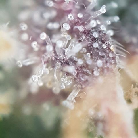 Sticky waterlemoranje wonder candy growlog timeline photo