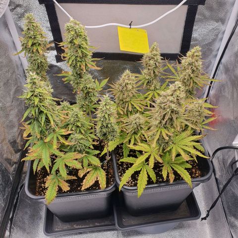 Sticky waterlemoranje wonder candy growlog timeline photo
