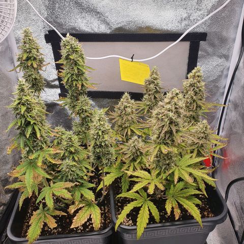 Sticky waterlemoranje wonder candy growlog timeline photo