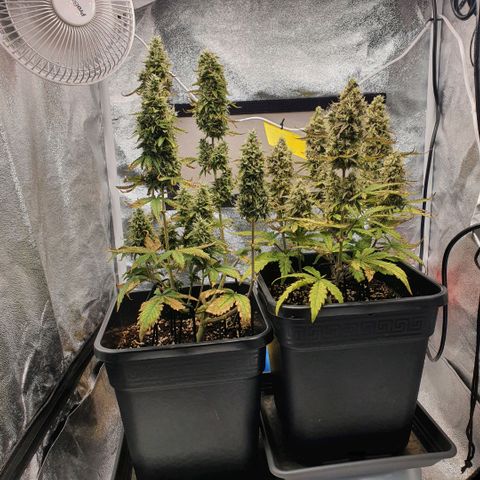Sticky waterlemoranje wonder candy growlog timeline photo