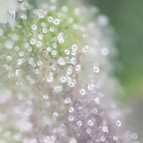 Sticky waterlemoranje wonder candy growlog timeline photo