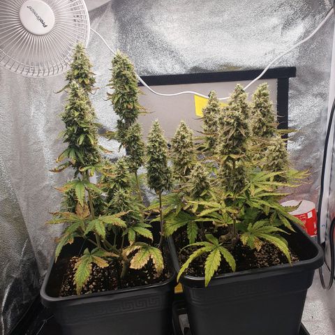 Sticky waterlemoranje wonder candy growlog timeline photo