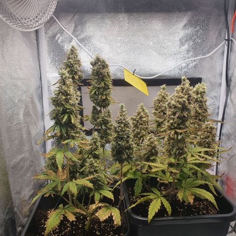 Sticky waterlemoranje wonder candy growlog timeline photo