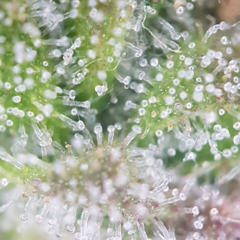 Sticky waterlemoranje wonder candy growlog timeline photo