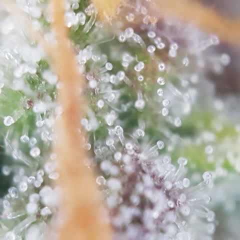 Sticky waterlemoranje wonder candy growlog timeline photo