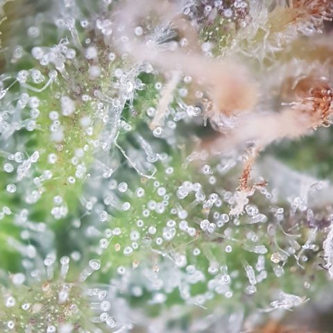 Sticky waterlemoranje wonder candy growlog timeline photo
