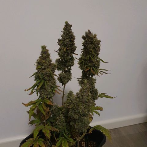 Sticky waterlemoranje wonder candy growlog timeline photo