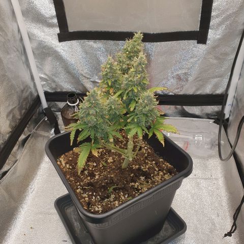 Sticky waterlemoranje wonder candy growlog timeline photo