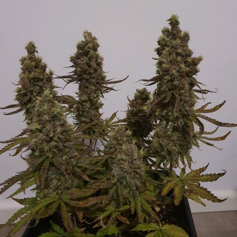 Sticky waterlemoranje wonder candy growlog timeline photo