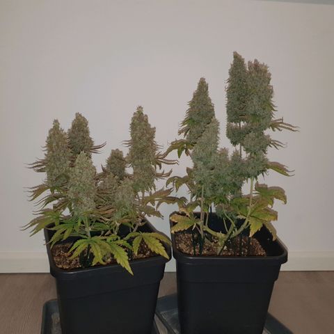 Sticky waterlemoranje wonder candy growlog timeline photo