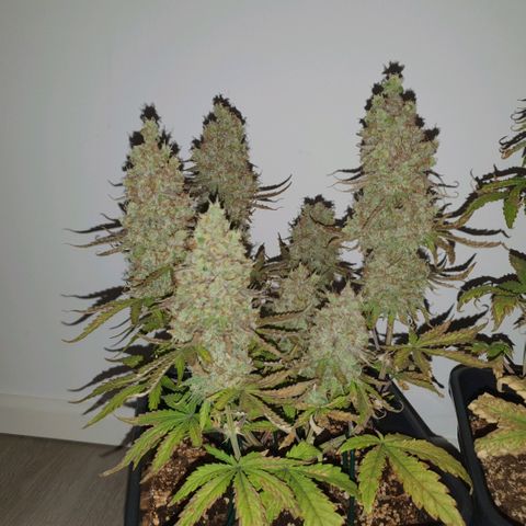 Sticky waterlemoranje wonder candy growlog timeline photo