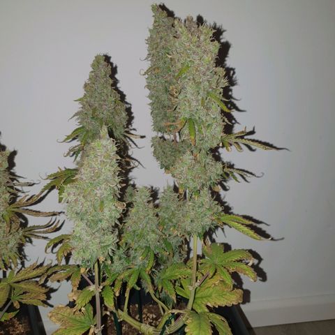Sticky waterlemoranje wonder candy growlog timeline photo