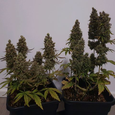 Sticky waterlemoranje wonder candy growlog timeline photo