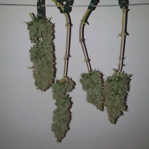 Sticky waterlemoranje wonder candy growlog timeline photo