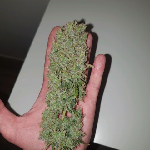Sticky waterlemoranje wonder candy growlog timeline photo