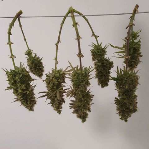 Sticky waterlemoranje wonder candy growlog timeline photo