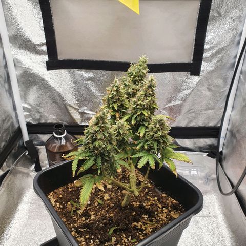 Sticky waterlemoranje wonder candy growlog timeline photo