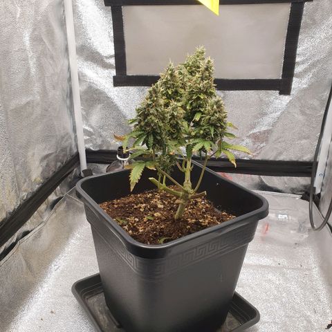 Sticky waterlemoranje wonder candy growlog timeline photo