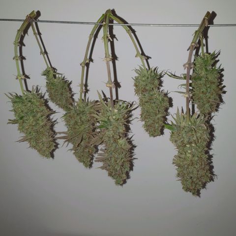 Sticky waterlemoranje wonder candy growlog timeline photo