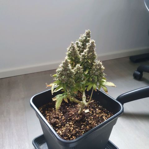 Sticky waterlemoranje wonder candy growlog timeline photo