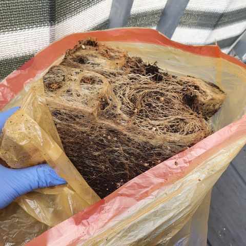 Sticky waterlemoranje wonder candy growlog timeline photo