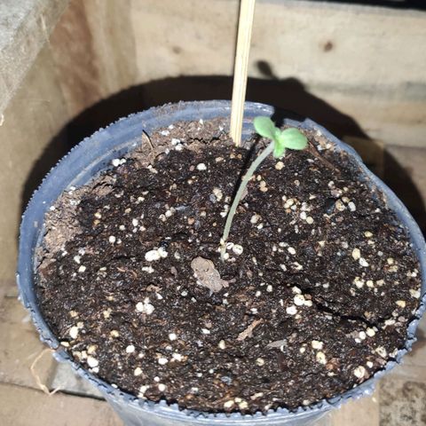 Llévame a casa growlog timeline photo