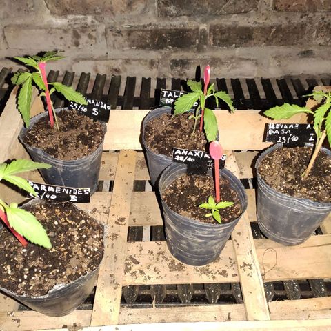 Llévame a casa growlog photo: Hojas caídas