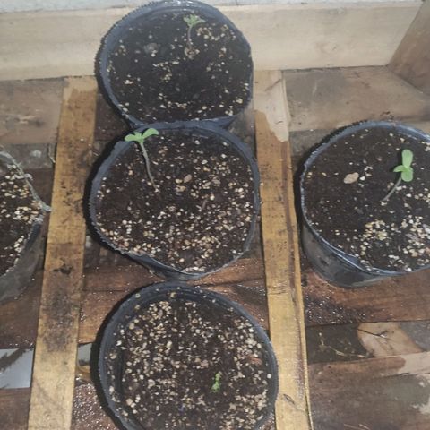 Llévame a casa growlog timeline photo