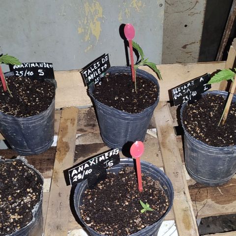 Llévame a casa growlog timeline photo