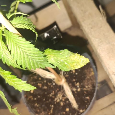 Llévame a casa growlog photo: Hoja comida por algún bicho