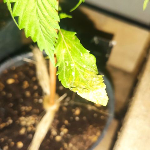 Llévame a casa growlog photo: Hoja comida por algún bicho