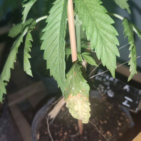 Llévame a casa growlog photo: Hoja seca y con un bichito con alas muy chico