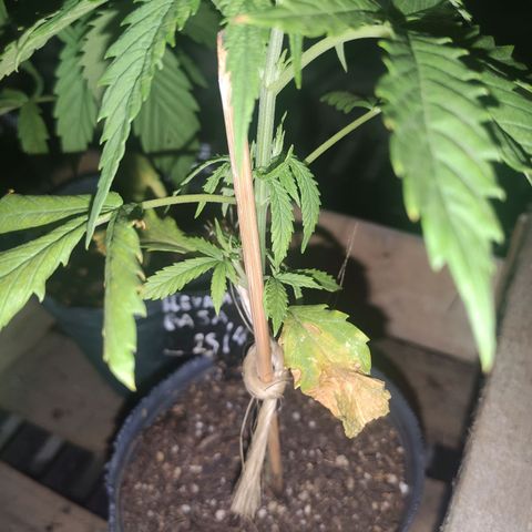 Llévame a casa growlog timeline photo