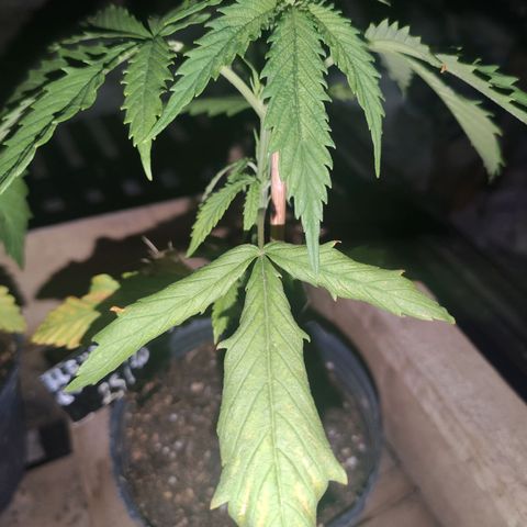 Llévame a casa growlog timeline photo