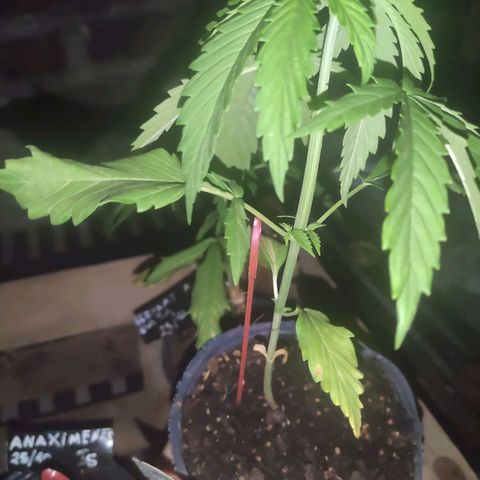 Tales de Mileto Sativa growlog timeline photo