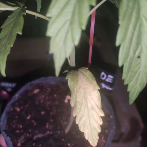 Tales de Mileto Sativa growlog timeline photo