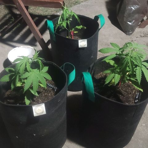 Tales de Mileto Sativa growlog timeline photo