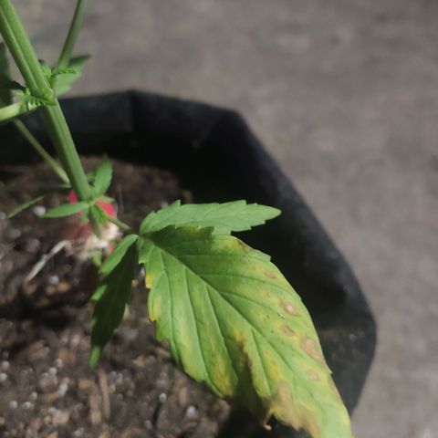 Tales de Mileto Sativa growlog timeline photo