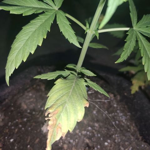 Tales de Mileto Sativa growlog timeline photo