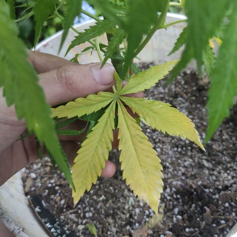 Llévame a casa growlog timeline photo