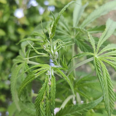 Llévame a casa growlog timeline photo