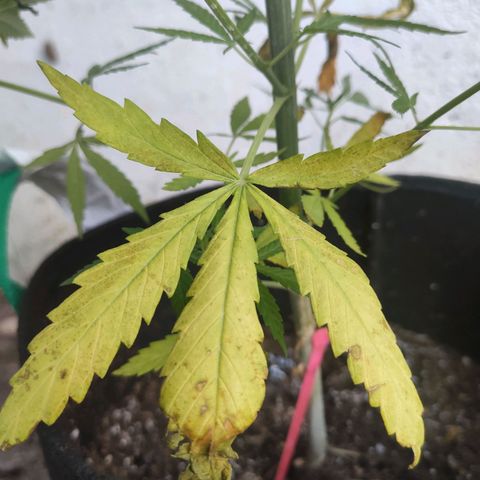 Anaximandro sativa  growlog timeline photo