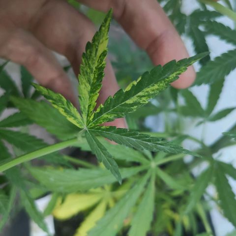 Anaximandro sativa  growlog timeline photo